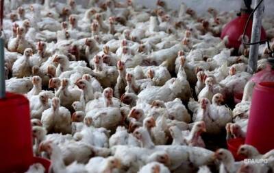 В Японии уничтожат 130 тысяч кур из-за птичьего гриппа - korrespondent - Украина - Япония