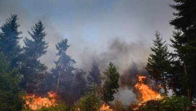 Десятки тысяч жителей Колорадо эвакуированы из-за лесных пожаров - trend.az - США - шт. Колорадо - USA