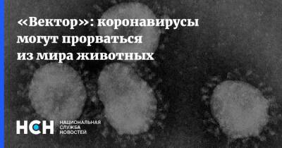Александр Семенов - «Вектор»: коронавирусы могут прорваться из мира животных - nsn - Екатеринбург
