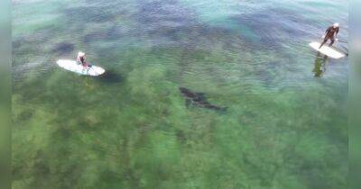 Редкое явление: белая акула подплыла к гребцам и разделила их как мишени перед атакой (видео) - focus.ua - Украина - шт.Флорида - шт. Калифорния