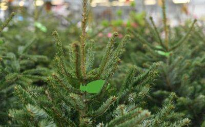 Где купить рождественскую елку? - vkcyprus.com - Кипр