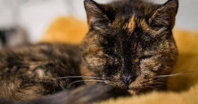 Самой старой кошке в мире исполнилось 27 лет (видео) - focus.ua - США - Украина - Лондон - шт. Южная Каролина
