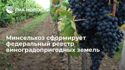 Минсельхоз сформирует федеральный реестр виноградопригодных земель для анализа - smartmoney.one - Россия