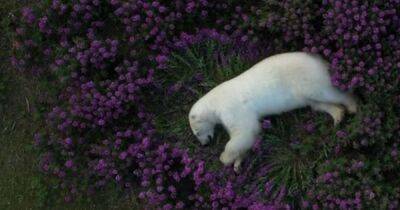 Канада - Как принцесса из сказок. Грозный полярный медведь задремал в кровати из цветов (видео) - focus.ua - Украина - Canada - Арктика - Видео