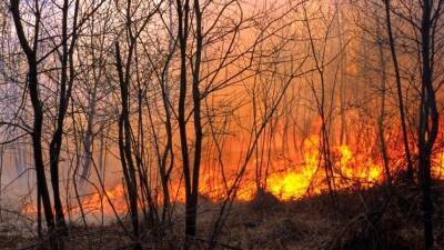 Аргентина - Тысячи гектаров леса охвачены огнем в национальном парке Ибера в Аргентине - 5-tv.ru - Аргентина