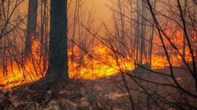 Первый в этом году природный пожар года едва не уничтожил поселок в Приморье - 5-tv.ru - Приморье край - Приморье