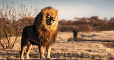 Как превратить свирепого льва в милую кошку: ученые нашли интересный способ - focus.ua - США - Украина - шт. Миннесота - Юар