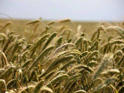 Индия запретила экспорт пшеницы из-за взлета цен - smartmoney.one - США - Индия