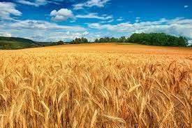 Власти Индии запретили экспорт пшеницы - obzor.lt - Египет - Индия - Запрет