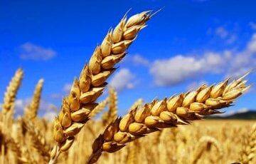 Россия продает украденное в Украине зерно, выдавая его за свое - charter97.org - Россия - Украина - Крым - Белоруссия - Херсонская обл.