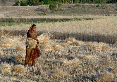 Михаил Гольд - Второй производитель пшеницы в мире полностью запретил ее экспорт - lenta.ua - Россия - Украина - Индия - Филиппины - Таиланд - Индонезия