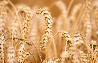 Мировые цены на пшеницу преодолели рекордную отметку после запрета Индии на экспорт зерновой культуры - ont.by - Россия - Украина - Белоруссия - Индия - Культура