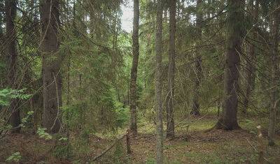 Тюменская компания арендует лес для заготовки, но не платит аренду - nashgorod.ru - Россия - Тюмень - Тюменская обл.