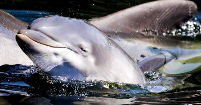 Иван Русев - Три тысячи дельфинов погибли в Черном море из-за войны - rus.delfi.lv - Румыния - Болгария - Латвия