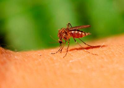 Из-за дождей уровень активности комаров в Чехии вырос до максимума - vinegret.cz - Чехия