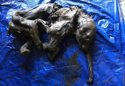 Канада - Михаил Гольд - В Канаде нашли мумию мамонтенка возрастом 35 000 лет - lenta.ua - Украина - Канада
