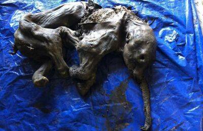 В Канаде нашли мумию мамонтенка - ont.by - Белоруссия - Канада