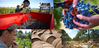 У Франції цього року очікують на відновлення виробництва вина - thepage.ua - Украина - Франція