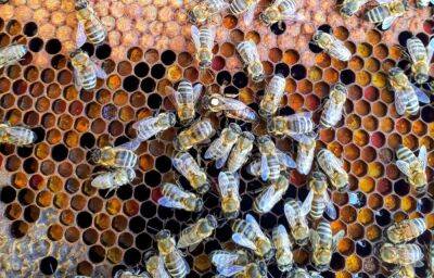 Пчелы на пасеке под Тверью оказались поражены опасной болезнью - afanasy.biz - Тверь