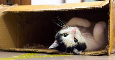 Ученые рассказали, почему кошки так любят сидеть в коробках - focus.ua - Украина