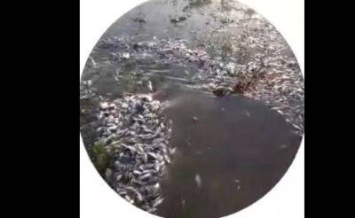 В соцсетях появились видео с массовой гибелью рыбы в реке Чирчик. Экологи проводят проверку - podrobno.uz - Узбекистан - Ташкент - Экология