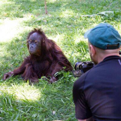 Знаменитости - Затевахин подарил свою бейсболку знаменитому орангутану Цезарю из Ташкентского зоопарка - podrobno.uz - Россия - Казахстан - Узбекистан - Ташкент