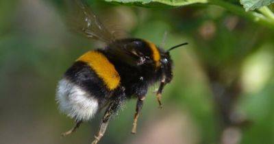 В мире наблюдается массовая гибель шмелей: почему это происходит и грозит ли им вымирание - telegraf.com.ua - Канада - county Frontier - county Bee