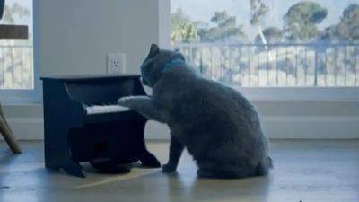 Кошкам и собакам придумали музыкальную кормушку - zakon.kz - США